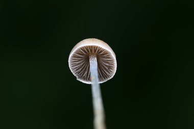 Çimlerde yabani mantar, Kuzey Çin