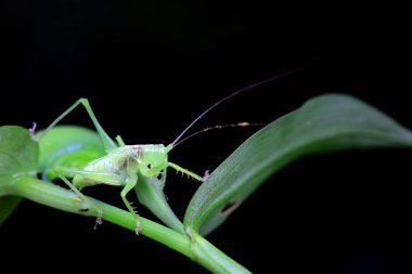 Katydid nymphs in the wild, North China clipart