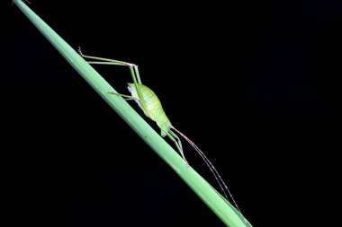 Kuzey Çin 'de Katydid perileri.