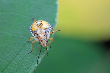 Vahşi doğada hemiptera böcekleri, Kuzey Çin