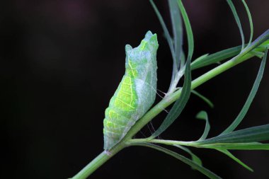 Lepidoptera larvaları vahşi doğada, Kuzey Çin