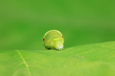 Lepidoptera larvaları vahşi doğada, Kuzey Çin