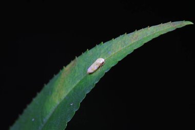 Kuzey Çin 'deki yabani bitkilerin üzerine ağustos böceği yaprağı