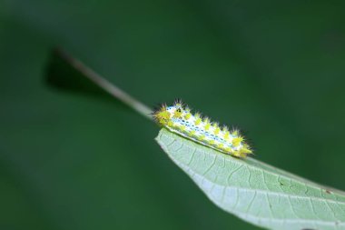 Lepidoptera larvaları vahşi doğada, Kuzey Çin