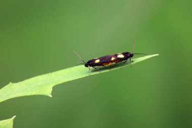 Lepidoptera böcekleri vahşi doğada, Kuzey Çin