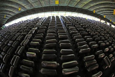 Kuzey Çin 'deki serada yenilebilir mantar torbası.