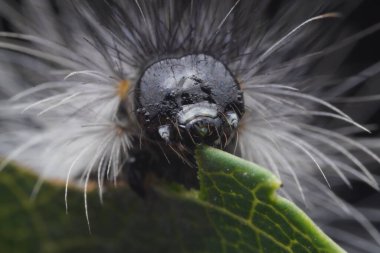 Lepidoptera larvaları vahşi doğada, Kuzey Çin