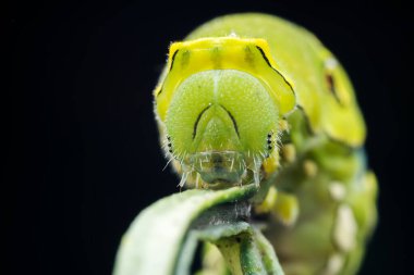 Lepidoptera larvaları vahşi doğada, Kuzey Çin