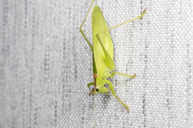 Kuzey Çin 'de Katydid perileri.