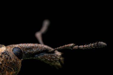 Yabani bitkiler, Kuzey Çin