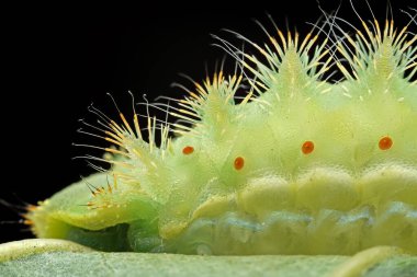 Lepidoptera larvaları vahşi doğada, Kuzey Çin