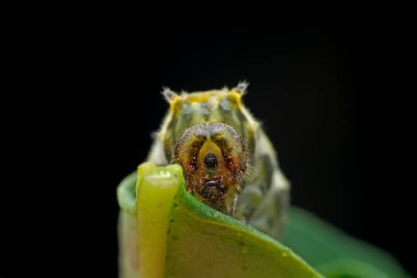 Lepidoptera larvaları vahşi doğada, Kuzey Çin
