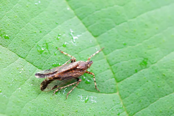 Kuzey Çin 'deki yabani bitkilerin üzerindeki Cicadellidae böcekleri.