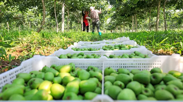 Çiftçiler Kuzey Çin 'deki çiftlikte yumuşak hurma ve kiwifruit topluyor.