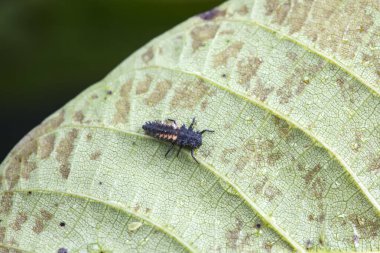 Kuzey Çin 'deki yabani bitkilerde uğur böcekleri