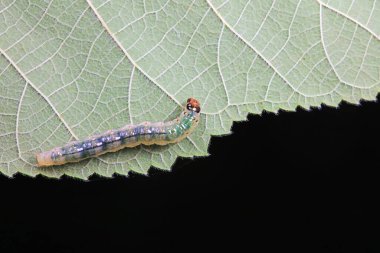 Lepidoptera larvaları vahşi doğada, Kuzey Çin