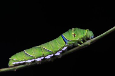 Lepidoptera larvaları vahşi doğada, Kuzey Çin