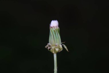 Vahşi doğada vahşi bitki karahindiba, Kuzey Çin