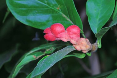 Magnolia 'nın tohumları Kuzey Çin' deki dallarda.