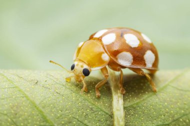 Kuzey Çin 'deki yabani bitkilerde uğur böcekleri