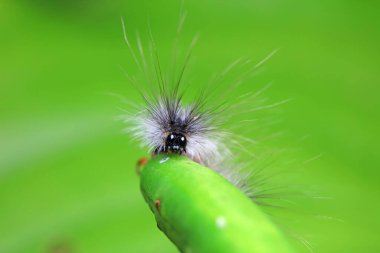 Lepidoptera larvaları vahşi doğada, Kuzey Çin