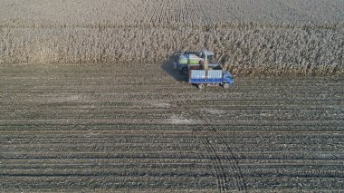 Çiftçiler Kuzey Çin 'deki tarlalarda mısır kamışı hasat ediyorlar.