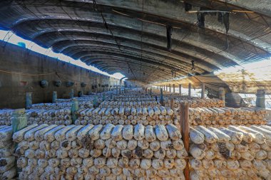 Yenilebilir mantar yetiştirme serası, Kuzey Çin