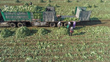 Çiftçiler Kuzey Çin 'deki tarlalara Çin lahanası yüklüyorlar.