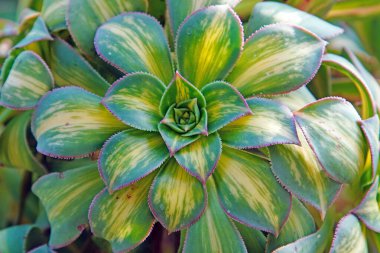 Kuzey Çin 'deki bir seradaki sulu bitkileri kapatın.