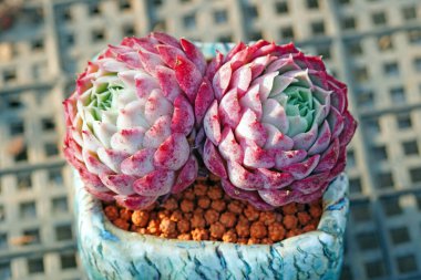 Kuzey Çin 'deki bir seradaki sulu bitkileri kapatın.