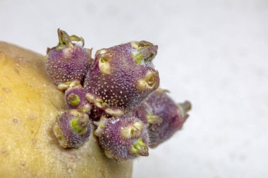 Patates tomurcuklarının makro fotoğrafları.