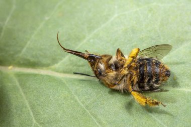 Bir yaban arısı Kuzey Çin 'de vahşi bir bitkide yaşar.