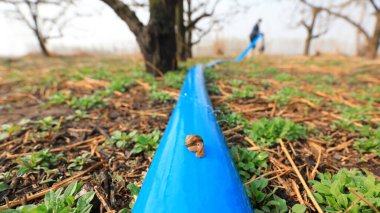 Mavi bir su torbasında sürünen bir salyangoz. Çiftçiler Kuzey Çin 'deki bir çiftlikte armut bahçesini sularlar.