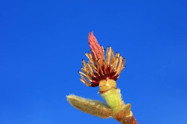 Manolya çiçekleri mavi gökyüzünün arka planında, Kuzey Çin