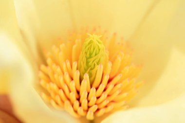 Magnolia, Kuzey Çin 'den güzel bir erkek.