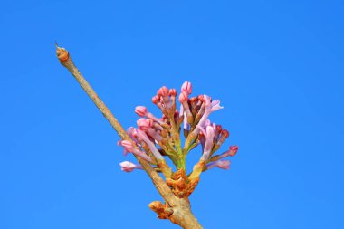 Kuzey Çin 'deki botanik bahçesinde çiçek açan leylaklar