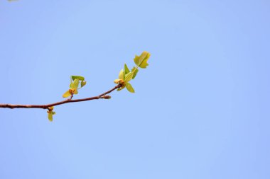 Botanik bahçesinde liriodendron çiçekleri, Kuzey Çin