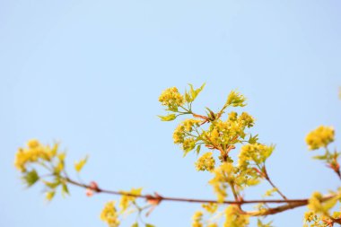 Botanik bahçesindeki güzel akçaağaç çiçekleri, Kuzey Çin