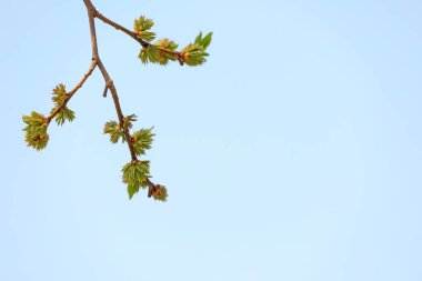 Kuzey Çin 'deki botanik bahçesinde taze bitkiler.
