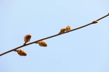 Güzel Wisteria tomurcukları botanik bahçesinde, Kuzey Çin