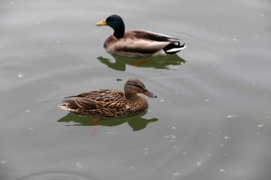 Vahşi ördekler Pekin 'de göletlerde yaşar.