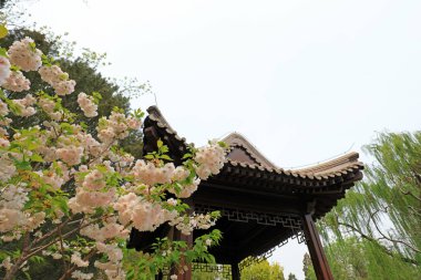 Çin klasik mimarisi ve parktaki yeşil bitkiler, Pekin