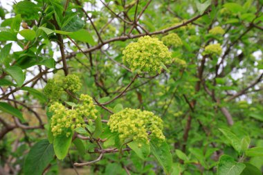 Woody Hydrangea, Pekin, botanik bahçesinde.
