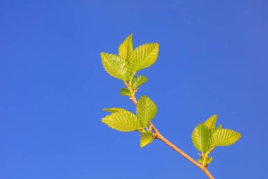 Mavi gökyüzü arka planında karaağaç yaprakları, Kuzey Çin