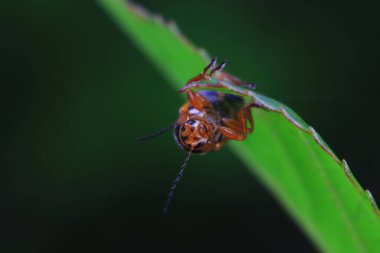 Kuzey Çin 'deki yabani bitkilerin üzerindeki yaprak böceği.
