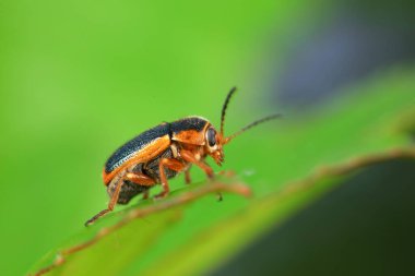 Kuzey Çin 'deki yabani bitkilerin üzerindeki yaprak böceği.