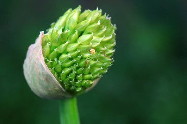 Yengeç örümceği soğan çiçekleri üzerinde, Kuzey Çin
