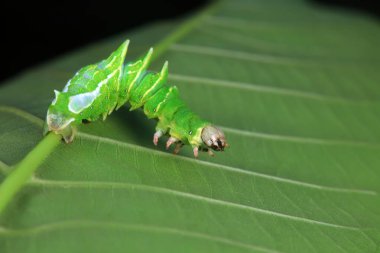 Lepidoptera larvaları vahşi doğada, Kuzey Çin