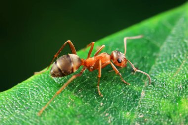 Karıncalar vahşi doğada, Kuzey Çin