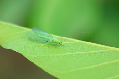Kuzey Çin 'de nöropteranın işlevsel bir böceği.